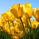 tulips.img