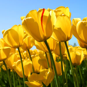 tulips.img