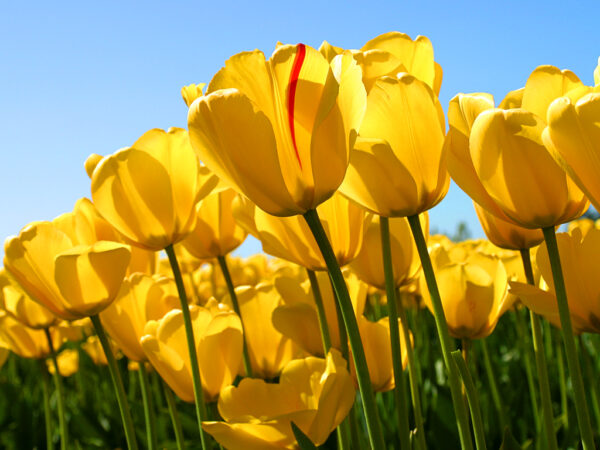 tulips.img